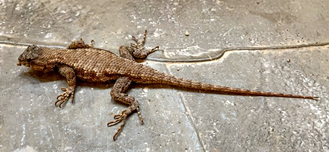 Day 103 - Eastern Fence Lizard