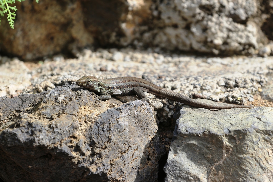Animal reptiles gecko