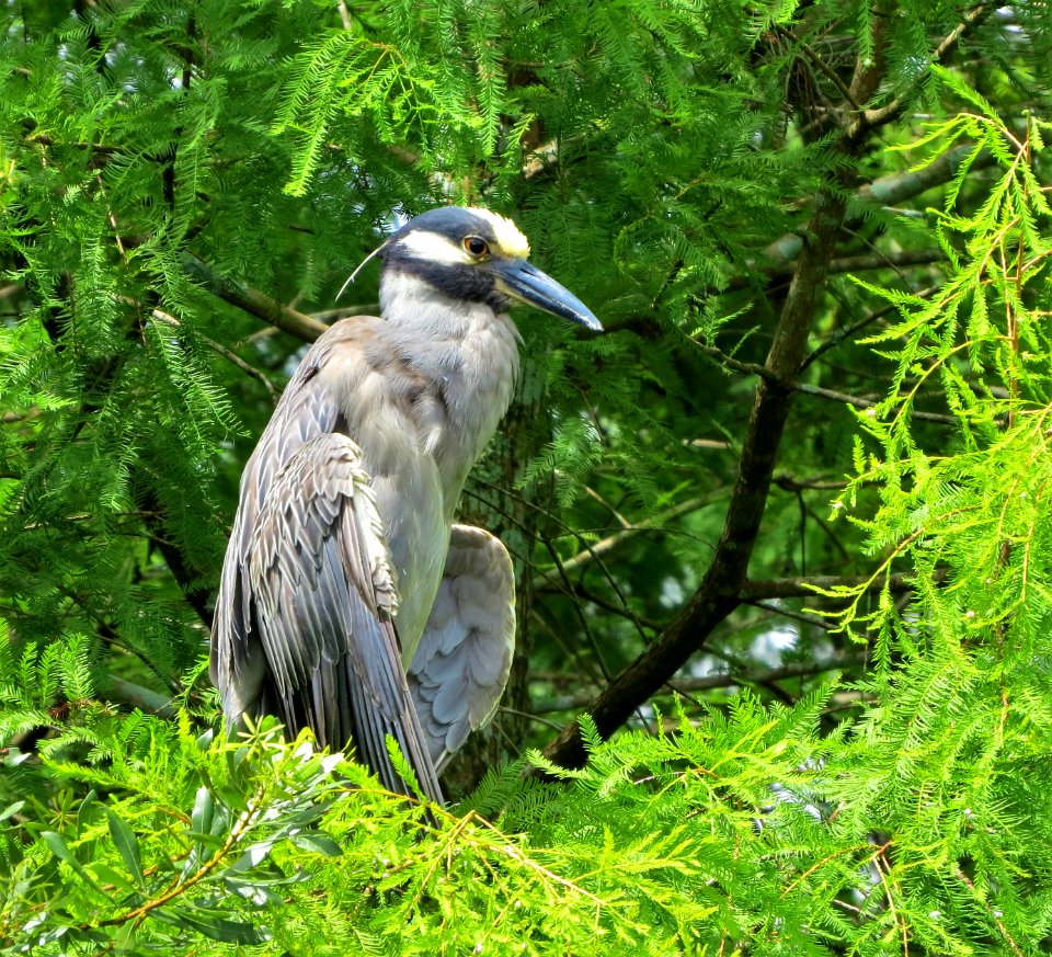 Yellow-crowned Night-Heron