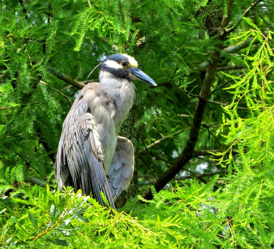 Yellow-crowned Night-Heron photo