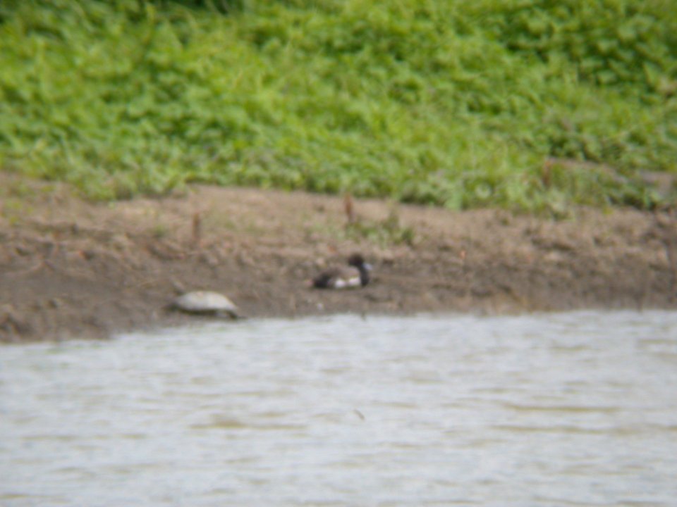 Dscn9796 Lesser Scaup Swan Lake Grafton IL 7-22-03