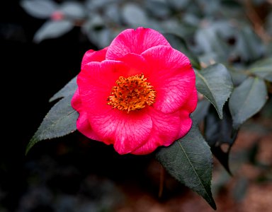 Day 12 - Japanese Camellia