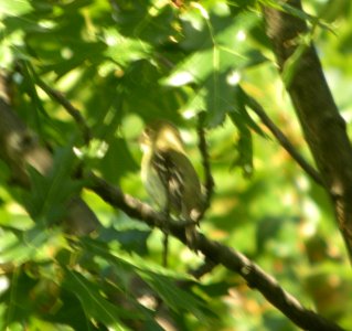 DSCN9698 c Acadian Flycatcher  Kankakee Co IL 8-3-13