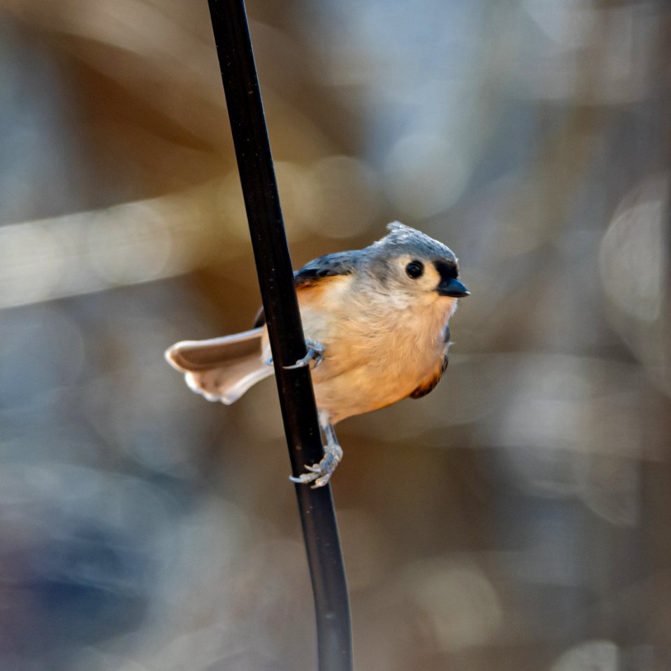 Day 43 - Tufted Titmouse