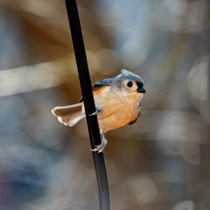 Day 43 - Tufted Titmouse