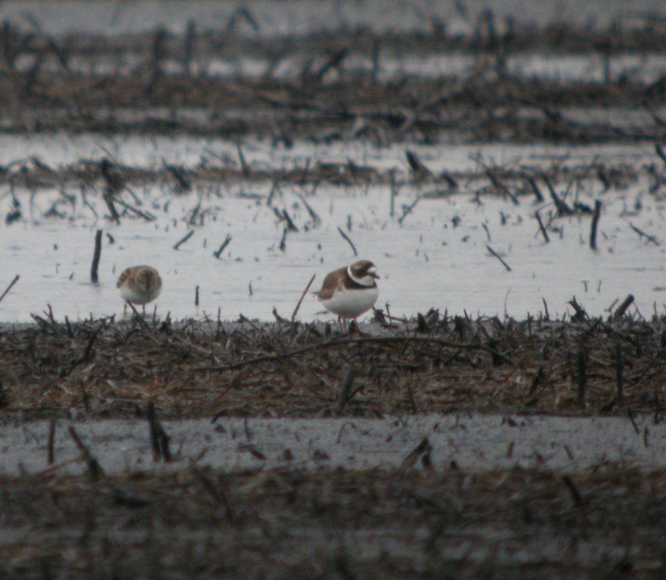 DSCN8194 c Semipalmated Plover  Newton Co IN 5-3-13