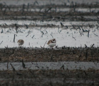 DSCN8194 c Semipalmated Plover  Newton Co IN 5-3-13