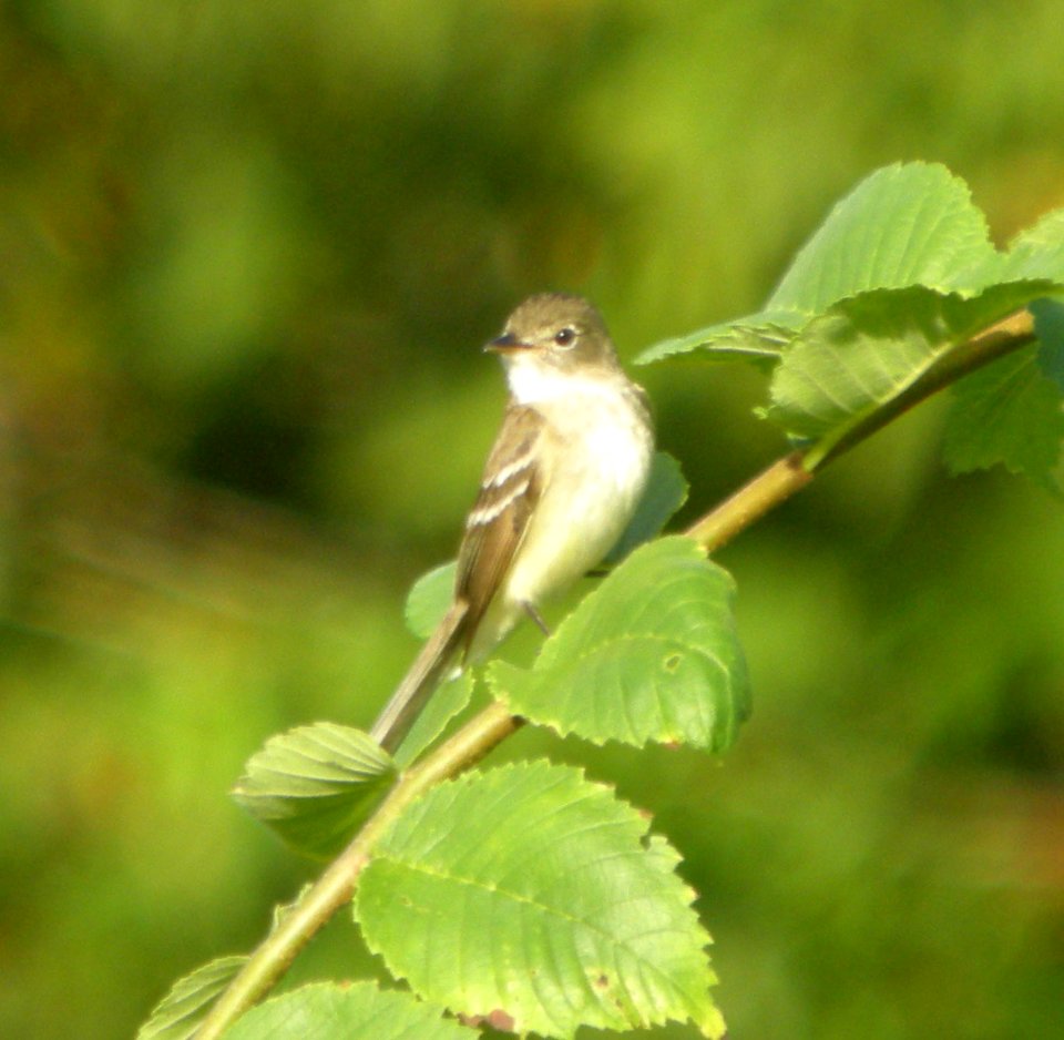 DSCN2909 c AldFly Kickapoo Valley Reserve La Farge WI 8-9-10