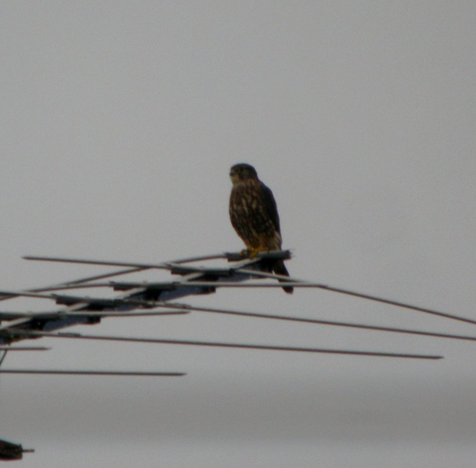 DSCN5787 c Merlin Kankakee Co  IL 10-2-12