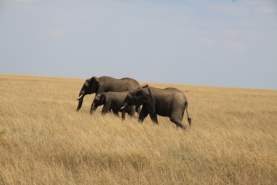 Kenya elephant calf young elephant