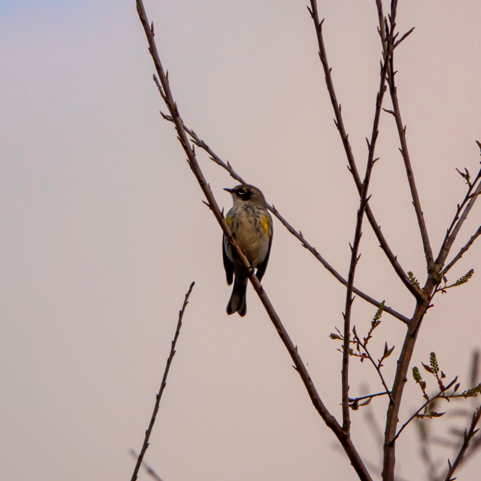 Female Yellow-rumped Warbler
