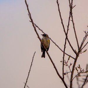 Female Yellow-rumped Warbler