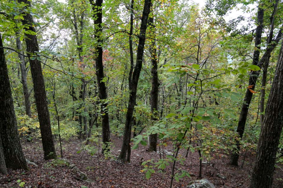 Kennesaw Mountain