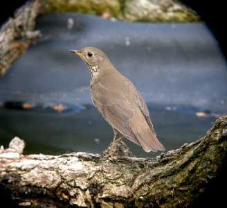DSCN8328 c Gray-cheeked Thrush  Kankakee Co IL 5-13-13
