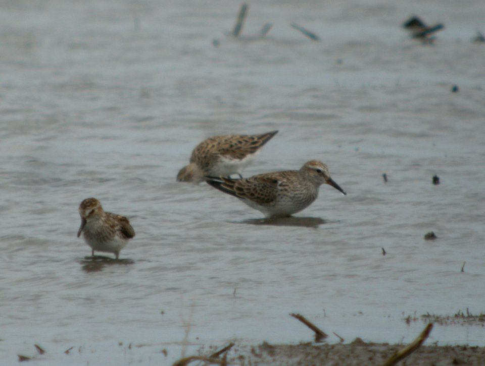 DSCN8549 c White-rumped Sandpiper (Larger Bird) Kankakee Co IL 5-20-13
