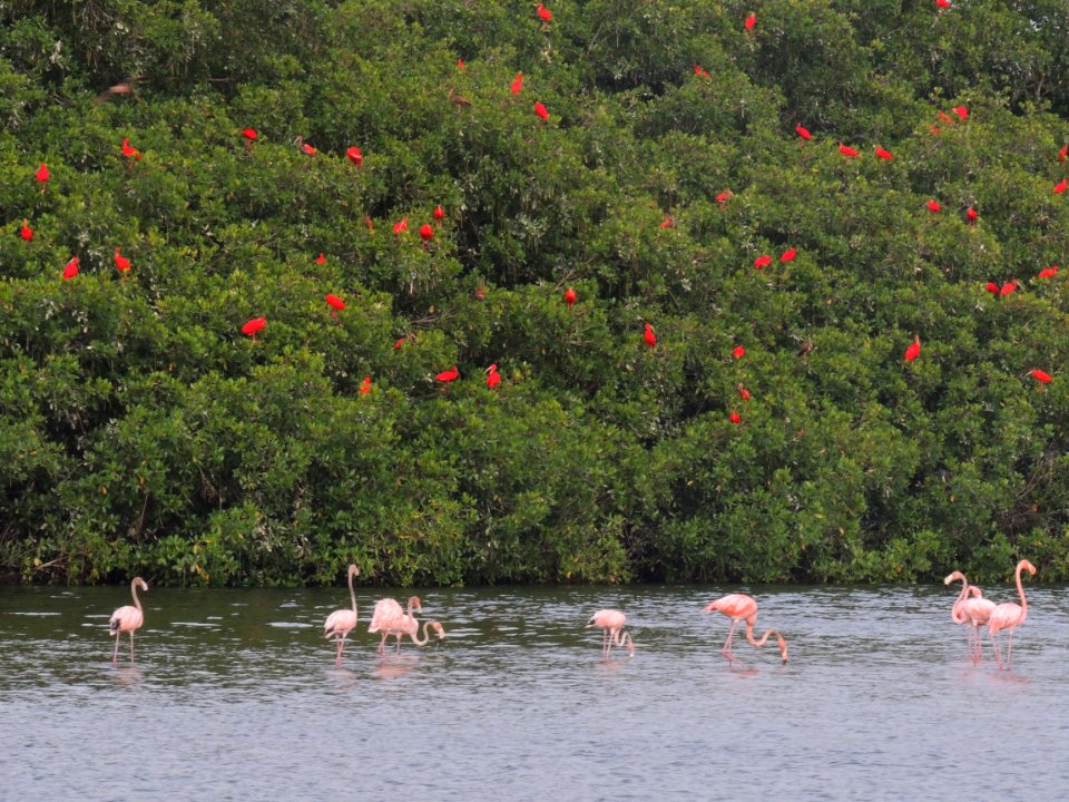 Scarlet Ibises & Flamingoes