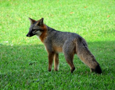 Gray Fox photo