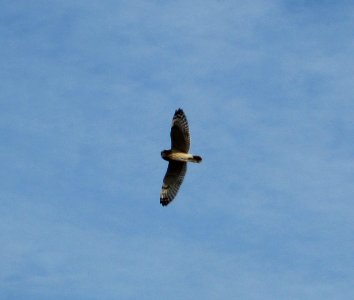 IMG 5957 c Short-eared Owl Newton Co IN 11-16-11