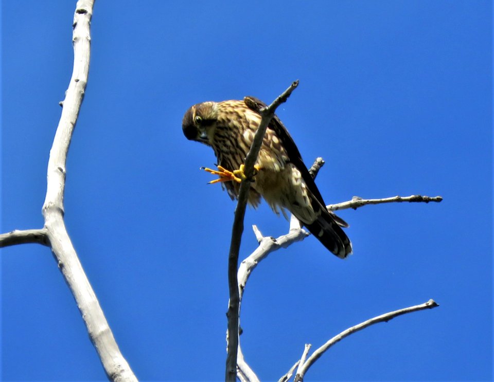 Merlin