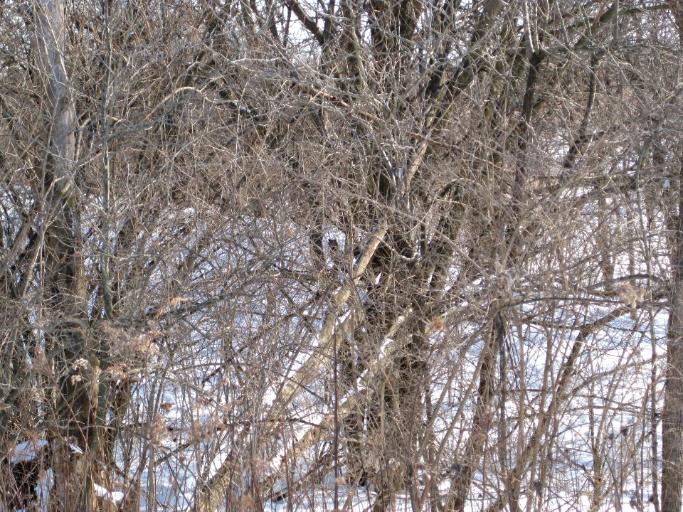 IMG 0003 LoeaOw Perry Farm Bourbonnais IL 1-31-09