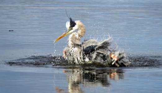 Great Blue Heron photo