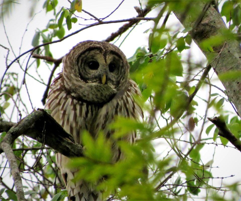 Barred Owl