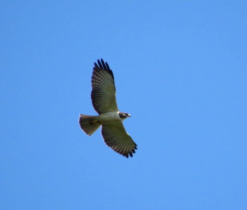 Short-tailed Hawk
