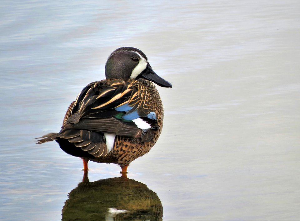 Blue-winged Teal