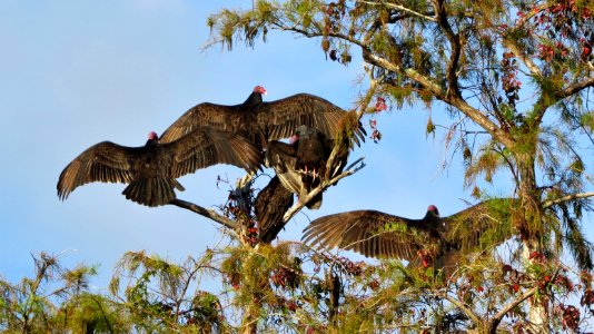 Turkey Vultures photo
