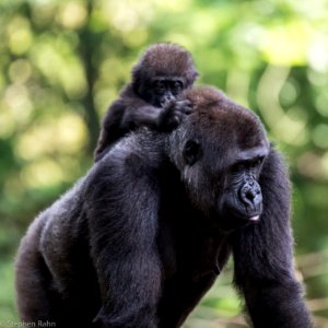 Zoo Atlanta Gorillas photo