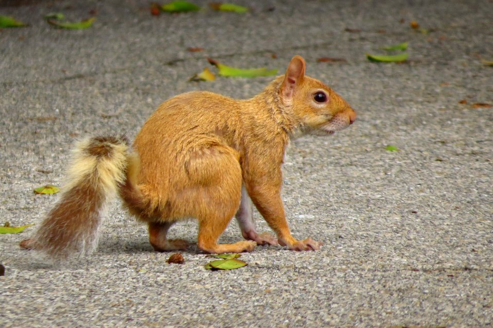 Unusually colored Eastern Gray Squirrel