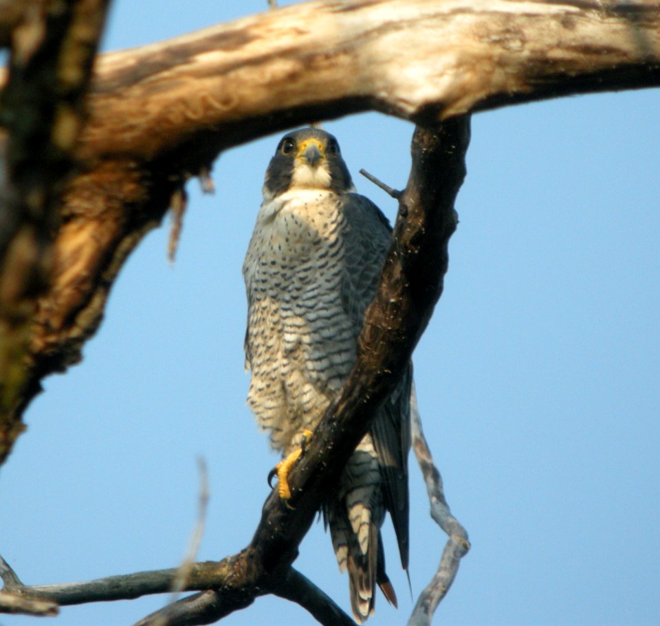 DSCN3243 c Peregrine Falcon Kankakee IL 8-20-10