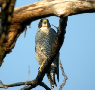 DSCN3243 c Peregrine Falcon Kankakee IL 8-20-10 photo