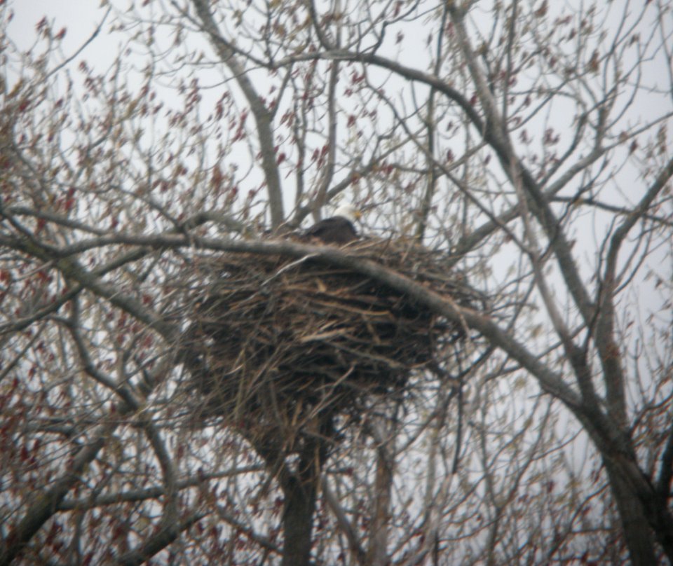 DSCN7527 c Bald Eagle  Newton Co IN 4-19-13