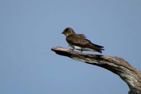 Northern Rough-winged Swallow