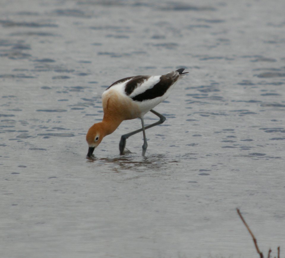 DSCN8572 c American Avocet  Kankakee Co IL 5-21-13