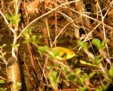 DSCN7546 c Yellow Warbler  Newton Co IN 4-20-13