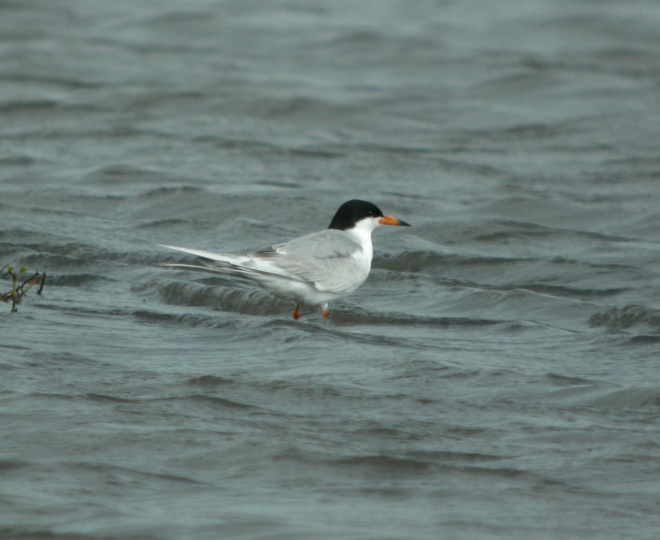 DSCN9021 c Forster's Tern Kankakee Co IL 6-30-13