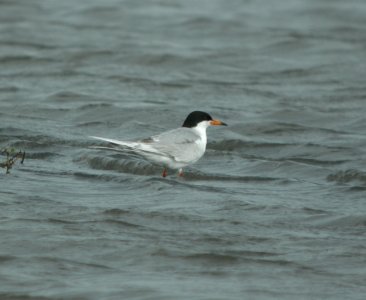 DSCN9021 c Forster's Tern Kankakee Co IL 6-30-13 photo