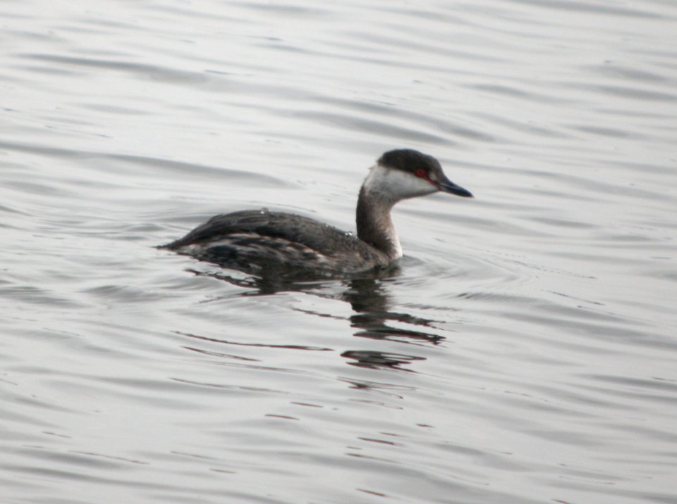 DSCN7111 c Horned Grebe  Newton Co IN 3-7-13