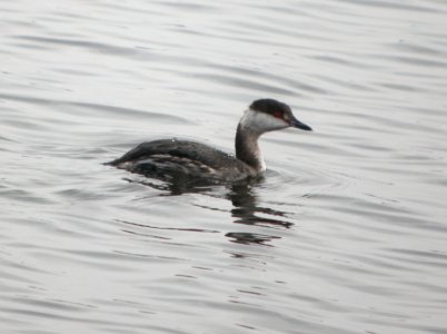 DSCN7111 c Horned Grebe  Newton Co IN 3-7-13