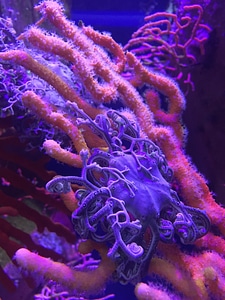 Marine coral blue photo