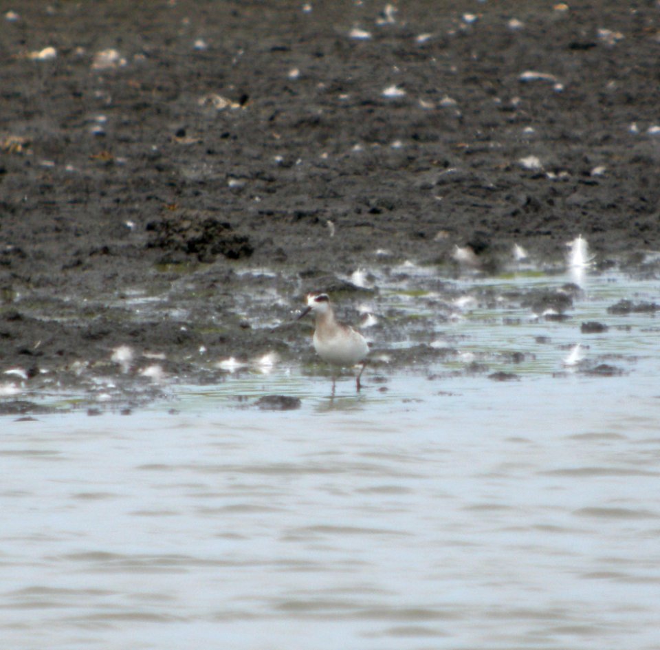DSCN9006 c Red-necked Phalarope Kankakee Co IL 8-30-11