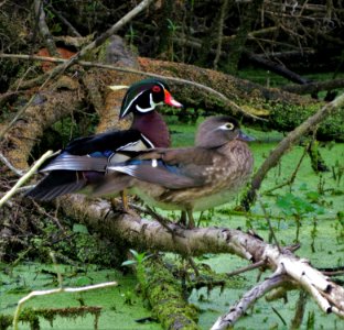 Wood Ducks photo