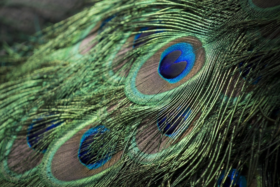 Colorful animal texture