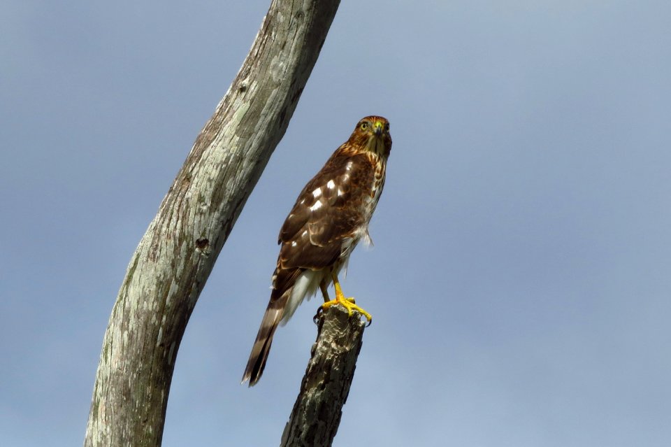 Cooper's Hawk