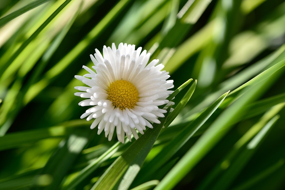 Yellow-white nature garden