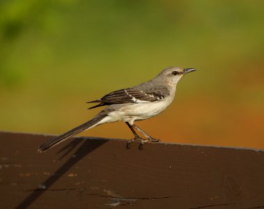 Day 121 - Mockingbird Striking a Pose photo