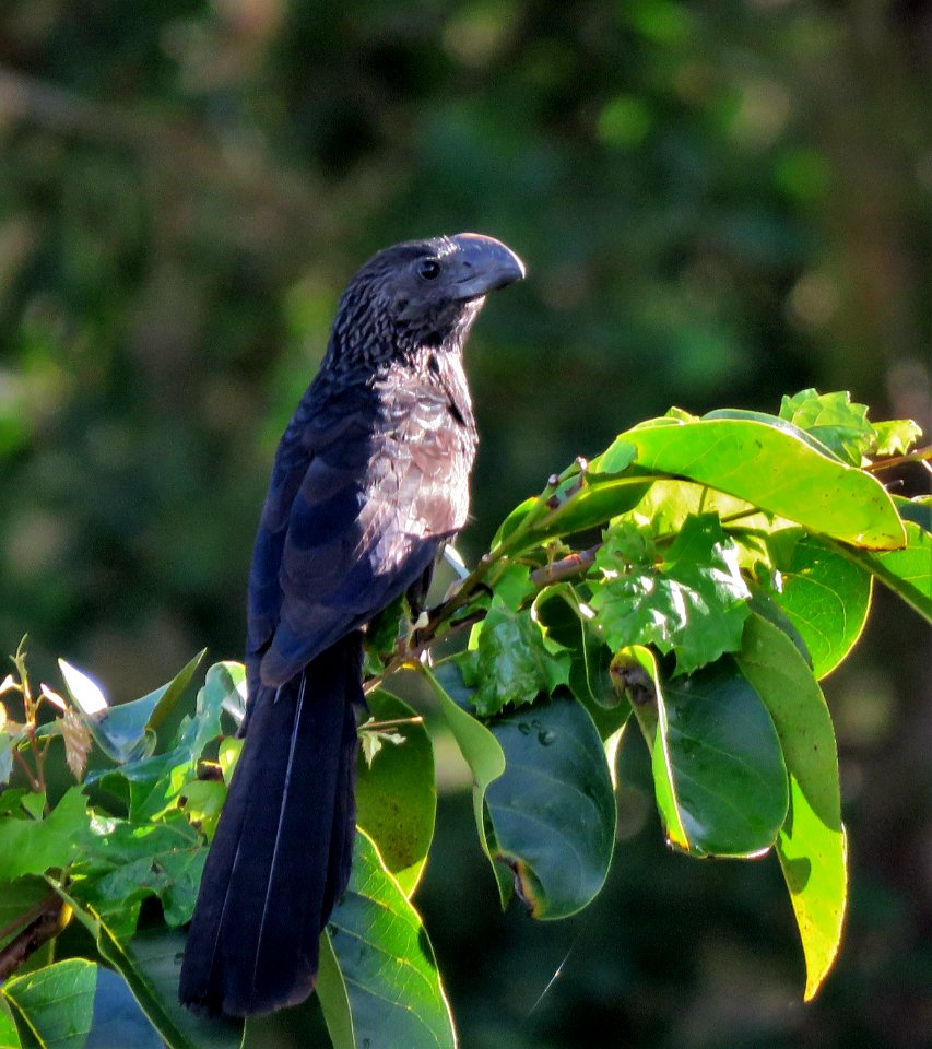 Smooth-billed Ani