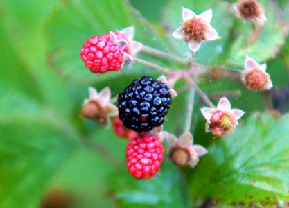Day 151 - Blackberries